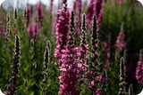 Field of bright fuchsia lavender flowers